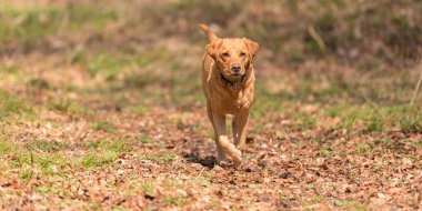 Beautiful Labrador Retriever Dog is running on a beautiful autumn day 