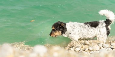 Göl kıyısındaki küçük şirin Jack Russell Terrier köpeği yeşil-mavi sularla gölün güzel doğasının tadını çıkarıyor.
