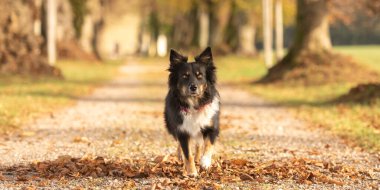 Güzel Avustralya çoban köpeği ormanda bir ağaç caddesinde koşuyor.