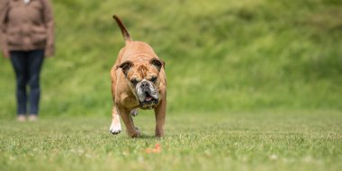Avrupai bir buldogla eğlen ve spor eğitiminin tadını çıkar. Çalışırken parkın sahibi ve köpeği.