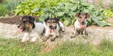 Bir grup mutlu, küçük, kirli, Jack Russell Terrier köpeği..