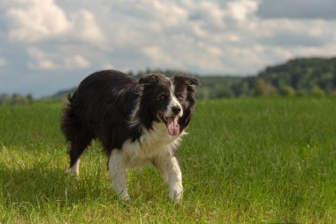 Güzel Border Collie dışarıda yeşil bir çayırda mavi gökyüzünün önünde.