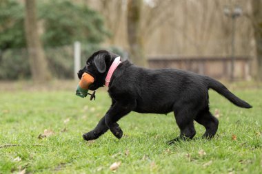 An 8 week old black Labrador puppy dog is playing with a toy on a green meadow clipart