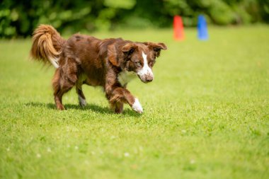 İyi motive olmuş, özenli bir Avustralyalı çoban köpeği yazın bir çayırda koşuyor.