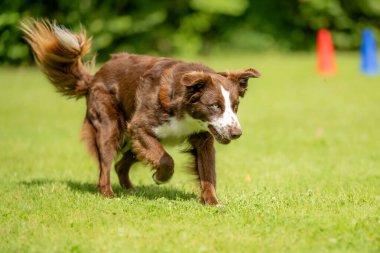 İyi motive olmuş, özenli bir Avustralyalı çoban köpeği yazın bir çayırda koşuyor.