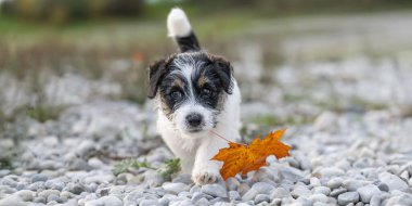 A nine week old Jack Russell Terrier doggy dog is engaged with a maple leaf in the autumn season outdoors in nature clipart