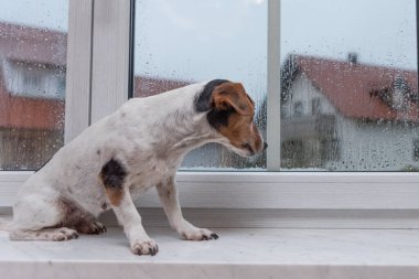 Küçük Jack Russell Terrier köpeği kötü havada pencere eşiğinde tek başına oturur ve kış mevsiminde dışarı bakar.