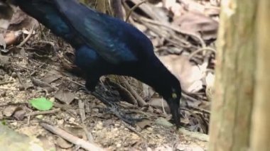 Exotic Mexican Grackle bird with iridescent black plumage, yellow eyes, long taail, eating a red earthworm between dry leaves & tree trunks on Tulum rainforest ground s, with still handled camera in high angle full shot