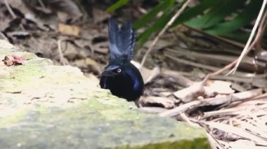 Mexican grackle, exotic bird with iridescent black plumage, yellow eyes, a long tail, and a short, thin black beak, walks to the right of the frame across the ground of dry leaves in the tropical jung