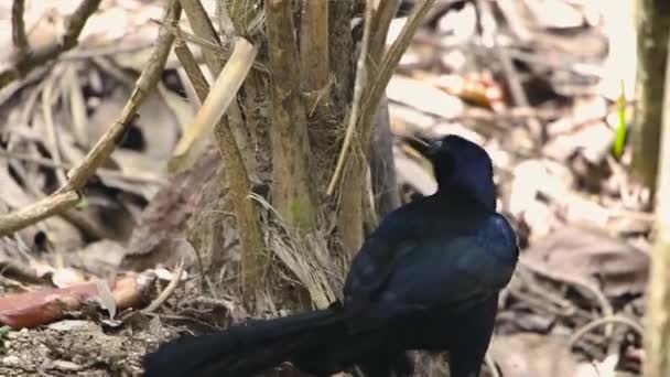 Exotic Mexican Grackle Bird Iridescent Black Plumage Yellow Eyes Long — Vídeo de Stock