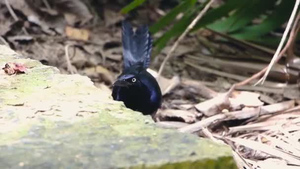 Mexican Grackle Exotic Bird Iridescent Black Plumage Yellow Eyes Long — Vídeos de Stock