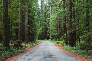 Empty road in the green summer forest in Canada