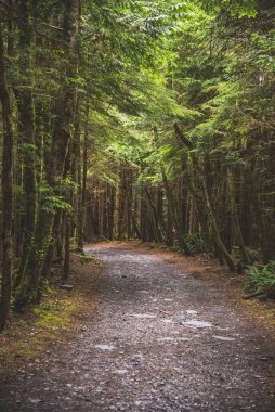 Footpath in the rainforest under warm sun rays of summer