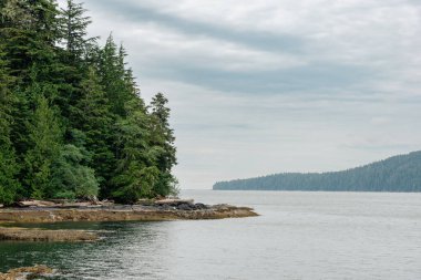 Evergreen trees facing the ocean on Vancouver Island