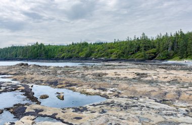 Low tide in the bay area of Vancouver island
