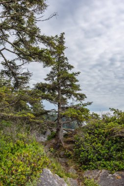 Evergreen tree growing on the rock with a cloudy sky on the background