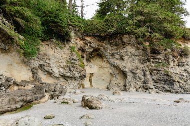 Evergreen trees covering sandy rocks on the ocean shore