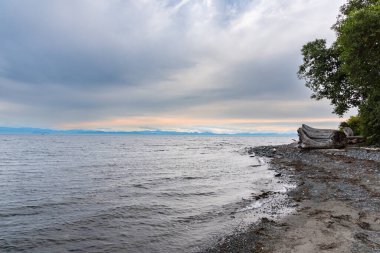 Peace of a huge fallen tree on a beach on Vancoucer island