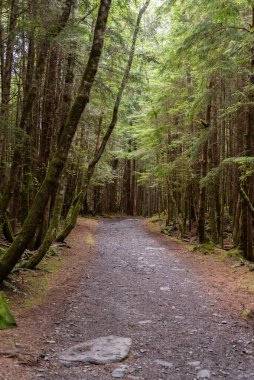 Footpath in the rainforest under warm sun rays of summer