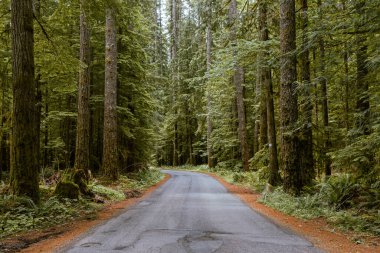 Empty road in the green summer forest in Canada