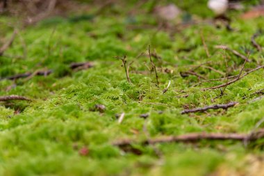 Close up shot of green moss covering wet ground of Canadian rainforest