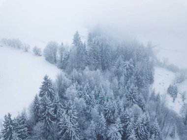 Ormandaki beyaz ağaçlar karla kaplı. Kış Noel arkaplanı. Manzaralı kış manzarası