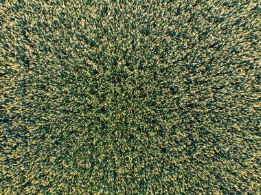 Yaprak deseni hava görüntüsünde tarlada bitkiler var.