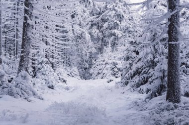 Karla kaplanmış donmuş orman
