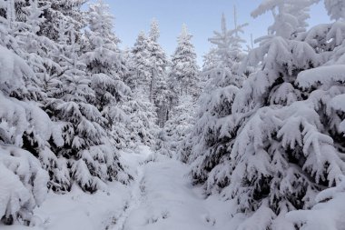 Karla kaplanmış donmuş orman