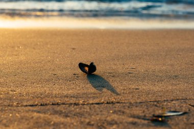 Sahilde boş molusk kabuk