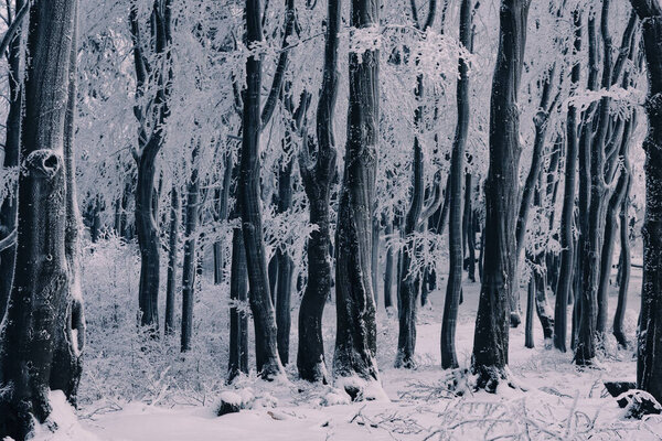 Frozen black trees in a silent winter forest