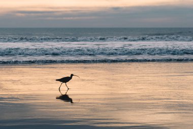 Gün batımında sahilde uzun gagalı Curlew