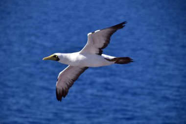 Albatross flying in the vicinity of the viewer clipart