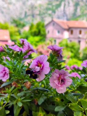 Milyonlarca çan bitkisindeki yaban arısı. Arka planda bulanık ev ve dağ.