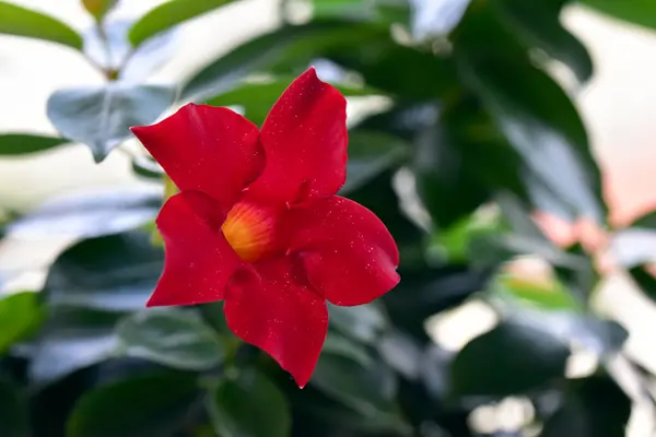 stock image Red dipladenia with beautiful green leaves in background. Trumpet-shaped flower of red Dipladenia and glossy green leaves in the background. Dipladenia is a flowering plant that belongs to the Mandevilla genus.