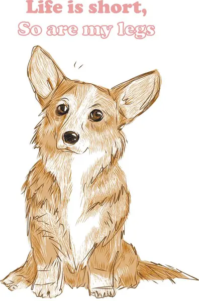 Kısa bacaklı köpekçik - Chihua ailesi 