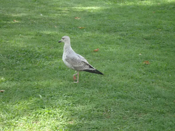 Otların arasında güzel bir kuş