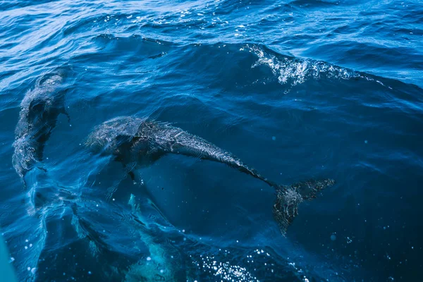 Вид Сверху Двух Дельфинов Плавающих Поверхностью Моря — стоковое фото