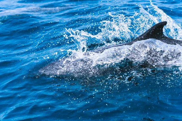 Фото Копией Плавника Дельфина Торчащего Морской Воды — стоковое фото