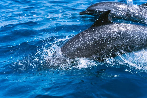 Плавник Дельфина Торчит Морской Воды Рядом Другими Дельфинами — стоковое фото