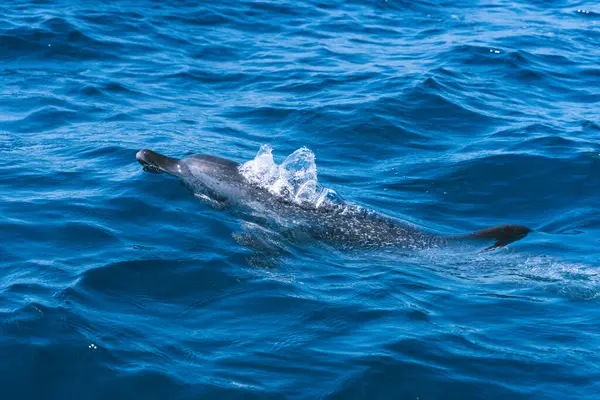 Изолированный Дельфин Плавающий Посреди Океана — стоковое фото