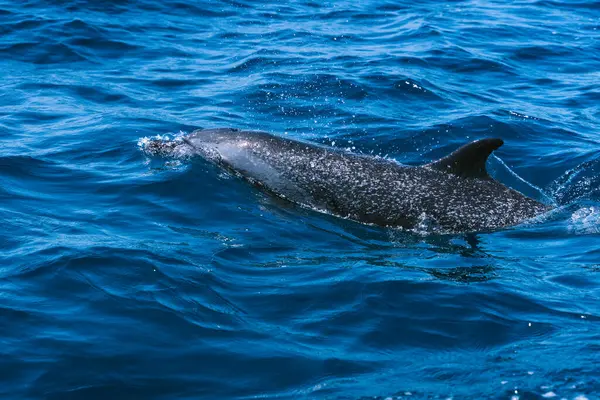 Яркое Фото Дельфина Плавающего Посреди Океана — стоковое фото