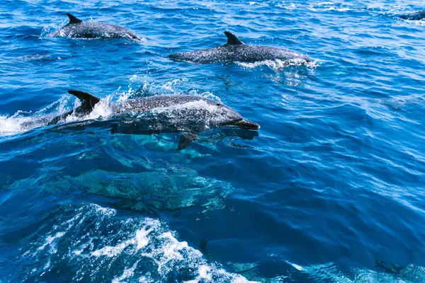 海の真ん中に泳ぐイルカのグループのコピースペースと写真 — ストック写真
