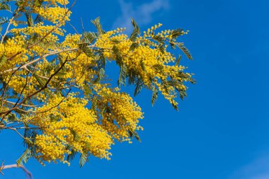 Detail of mimosa tree branches with yellow flowers, horizontally, with blue sky, in Quinta de los Molinos park, in Madrid