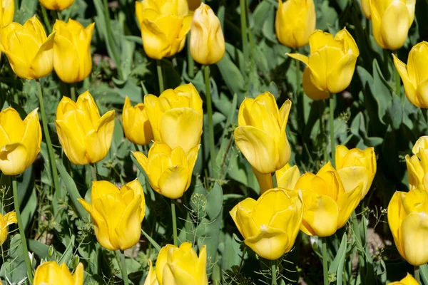 stock image View of yellow tulips in spring, selective focus, in the Royal botanical garden of Madrid, Spain, horizontal