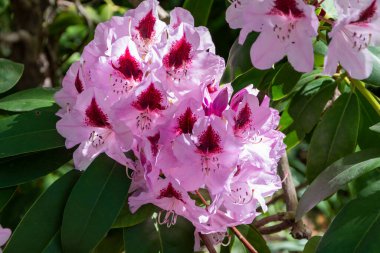 Madrid, İspanya 'daki Real Jardin Botanico' da pembe rhododendron çiçeklerinin yakın çekimi.