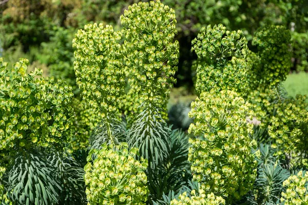 Close Van Euphorbia Characias Zon Koninklijke Botanische Tuin Van Madrid — Stockfoto