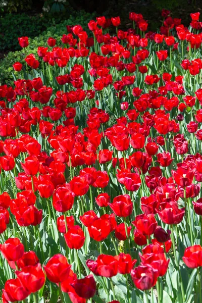 Gezicht Het Veld Van Rode Tulpen Zon Koninklijke Botanische Tuin Rechtenvrije Stockfoto's