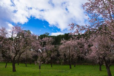 Madrid 'deki Quinta de los Molinos parkında açmakta olan badem ağaçlarının olduğu arazi manzarası