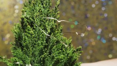 Küçük bir Noel ağacını bir çömlekte süslüyor.